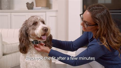 How to Fit the PetSafe® Bark Collar .